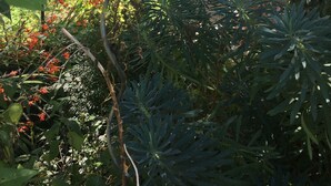 A garden area with a stone wall, various plants, and a yellow bench.