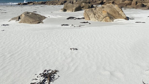 A beach with large rocks and seaweed scattered across the sand.