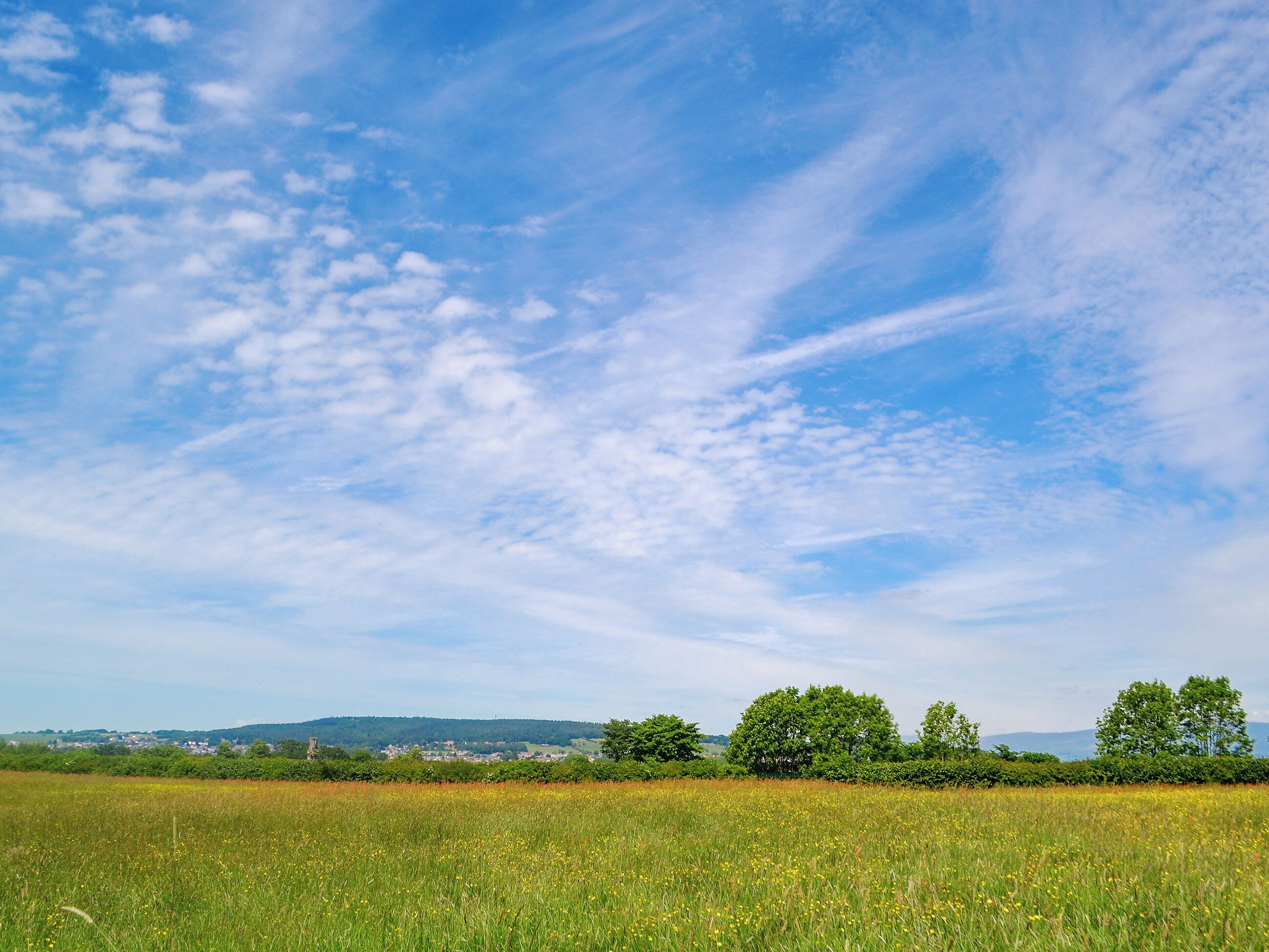 A field with a clear sky and distant trees.