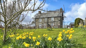 A stone house with a grassy lawn and daffodils in the foreground. - 4 bedroom accommodation in Rhyduchaf, near Bala (Rhyduchaf, near Bala)