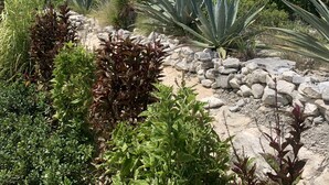 A garden with various plants and rocks.