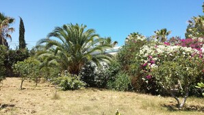 Un jardín con varios árboles, entre ellos palmeras y arbustos florecientes, bajo un cielo azul despejado.