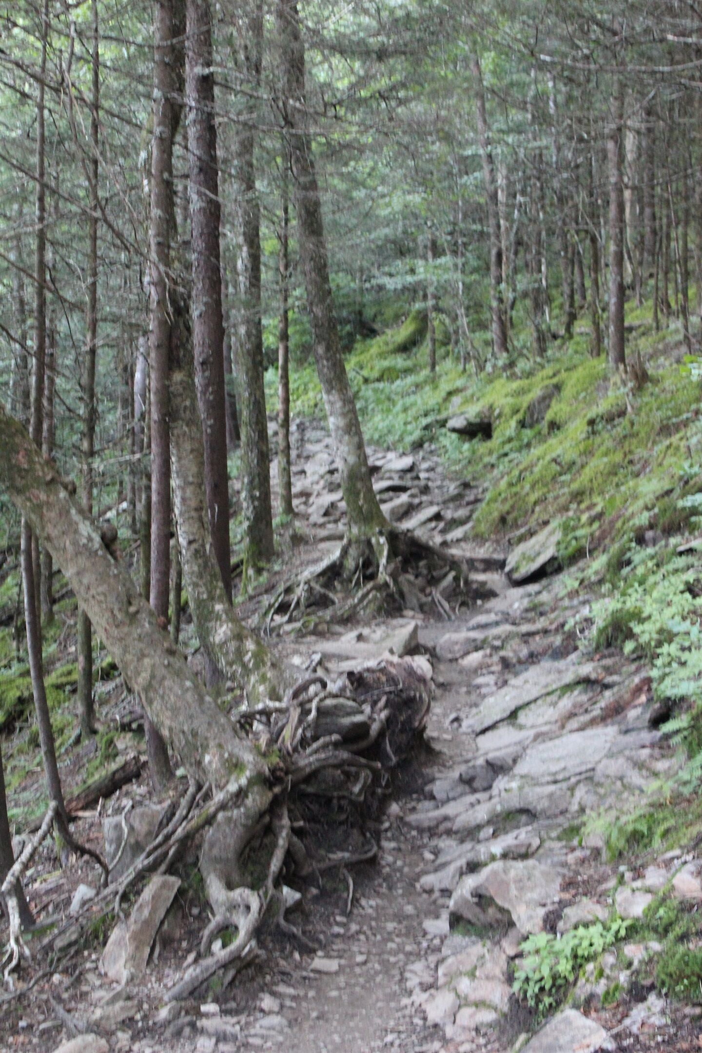 A forest trail with trees and rocks.