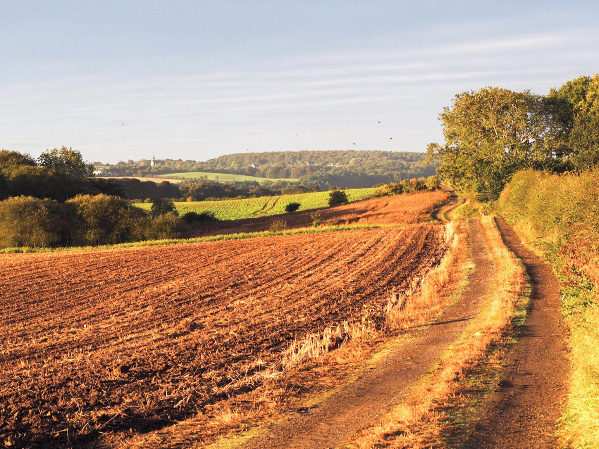 A rural landscape with fields, a dirt path, and trees.