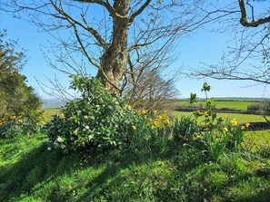 Property grounds - 3 bedroom accommodation in Dihewyd, near Aberaeron (Dihewyd, near Aberaeron)