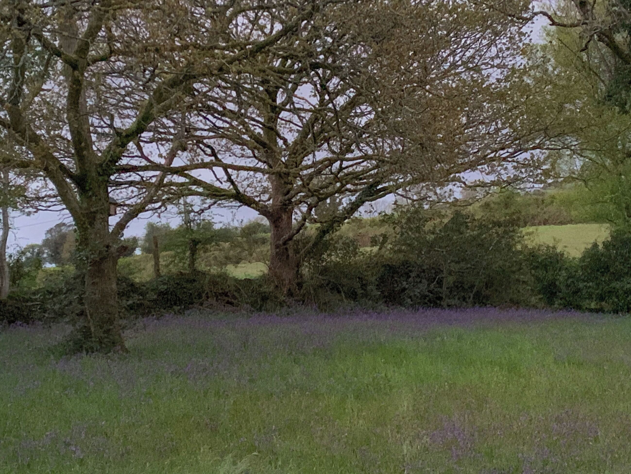 A tree in a field with purple flowers.