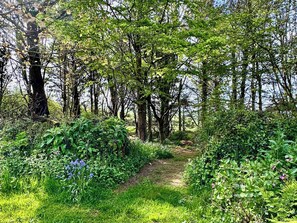 Ein bewaldetes Gebiet mit einem Feldweg, der durch dichtes Grün und Bäume führt.