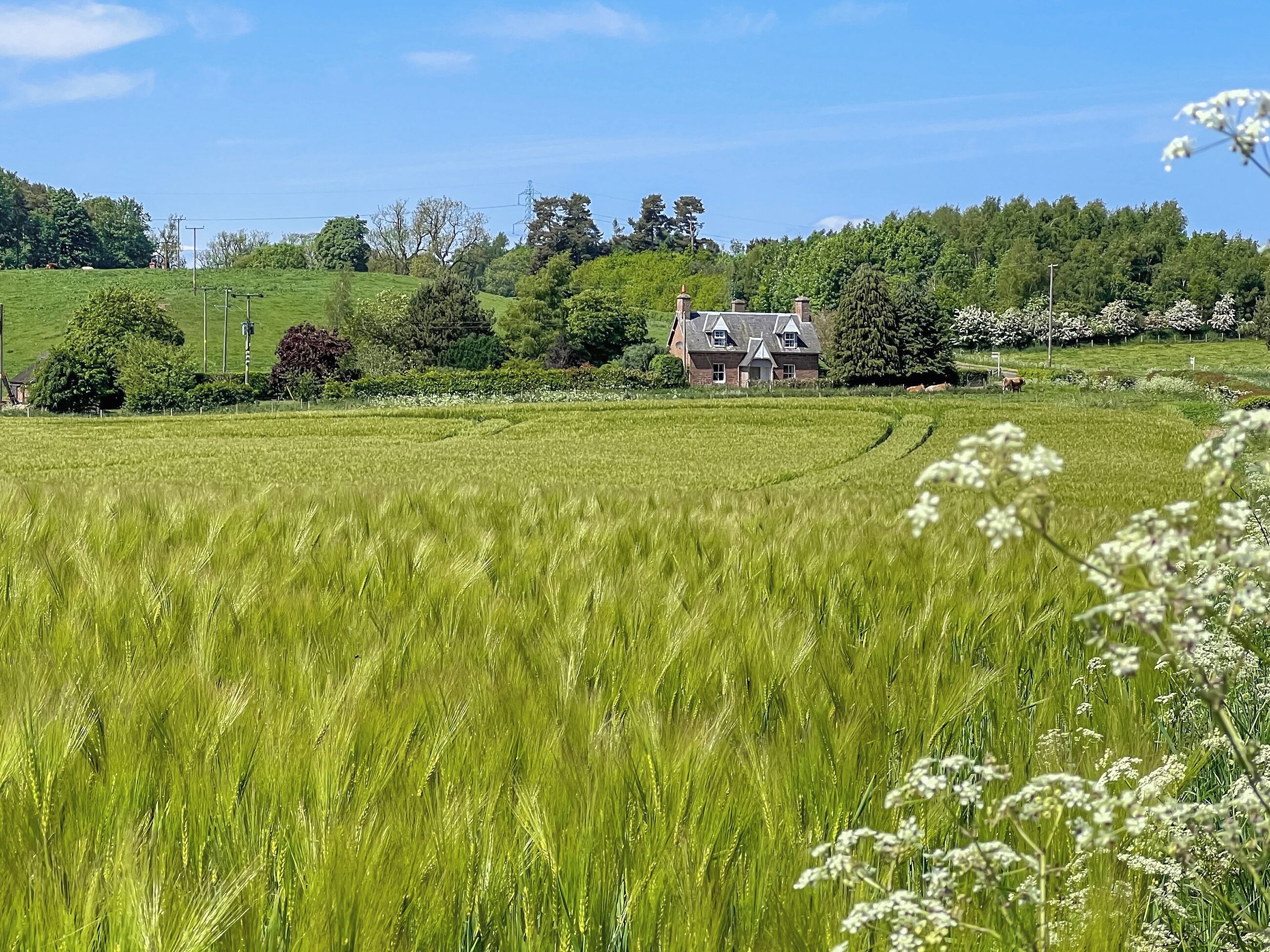 A rural landscape with a house surrounded by lush green fields and trees.