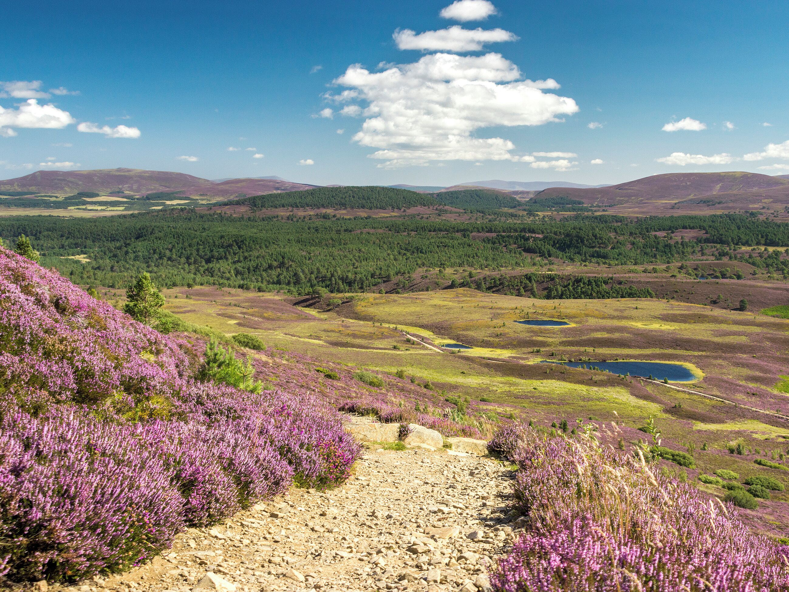 A scenic landscape with a dirt path leading through heather fields and a distant lake.