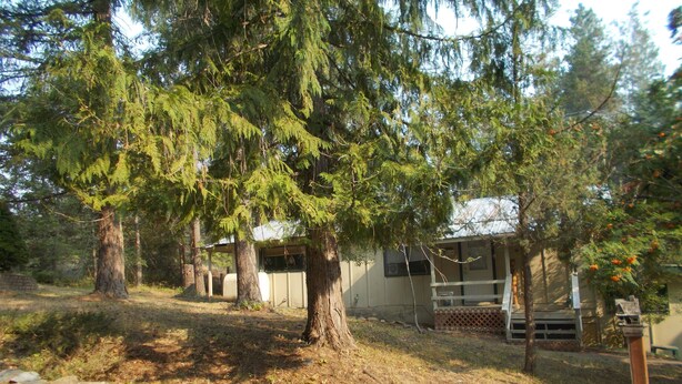 Un chalet rustique entouré de grands arbres à feuilles persistantes.