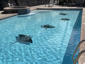 Outdoor pool, a heated pool - Fabulous Ocean Views : Whales : Dolphins : Big Island Fun! (Kailua-Kona)