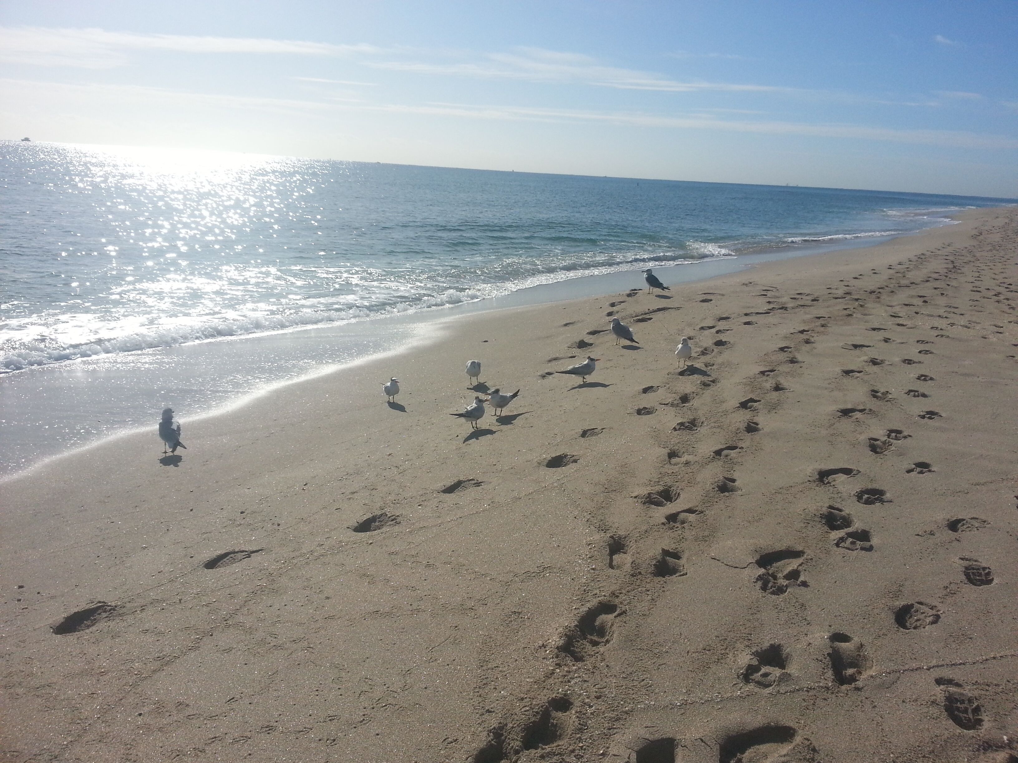 Una playa con huellas y gaviotas, y el océano al fondo.
