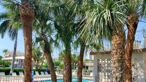 A pool area with palm trees, a pool, and a white fence with circular cutouts.