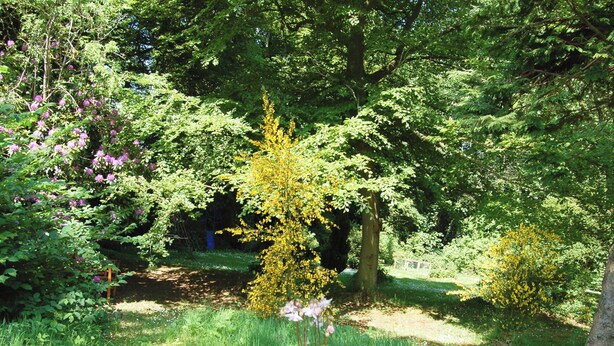 A lush garden with various trees and flowering plants.