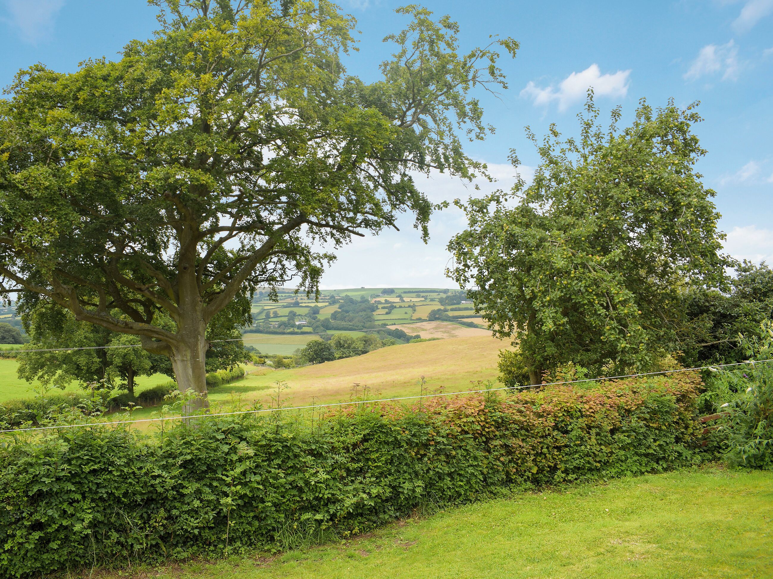 Un paysage rural avec des collines douces, un grand arbre et une haie.