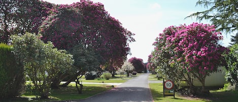 A tree-lined street with a speed limit sign of 10.