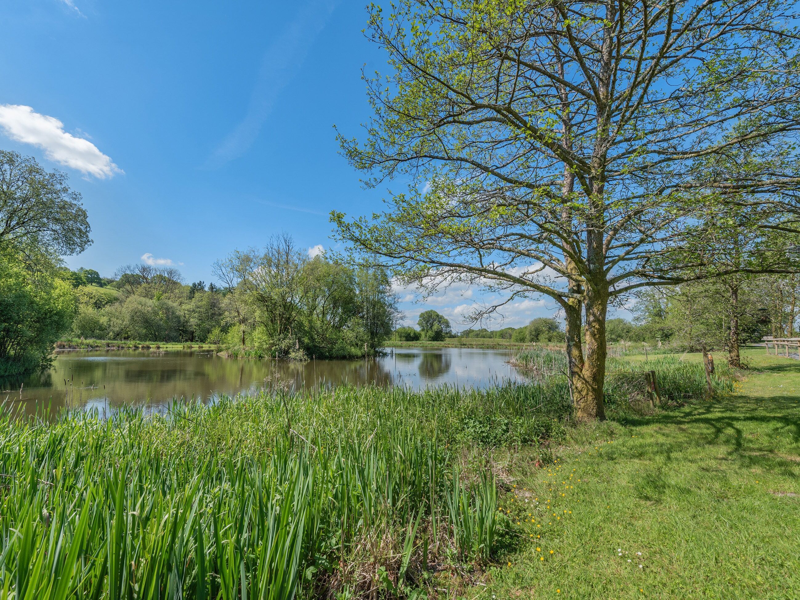 Eine friedliche Seenlandschaft mit einem großen Baum, üppigem Grün und blauem Himmel.