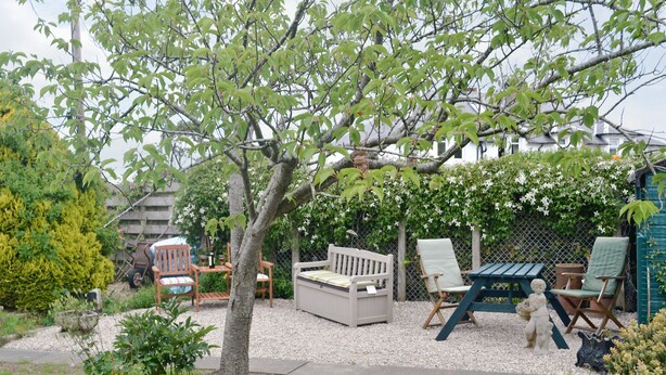 A garden with a tree, outdoor furniture, and a statue.