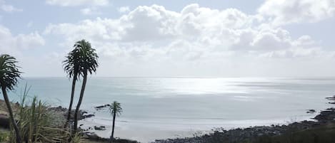 A coastal landscape with palm trees, a grassy area, and a view of the sea.