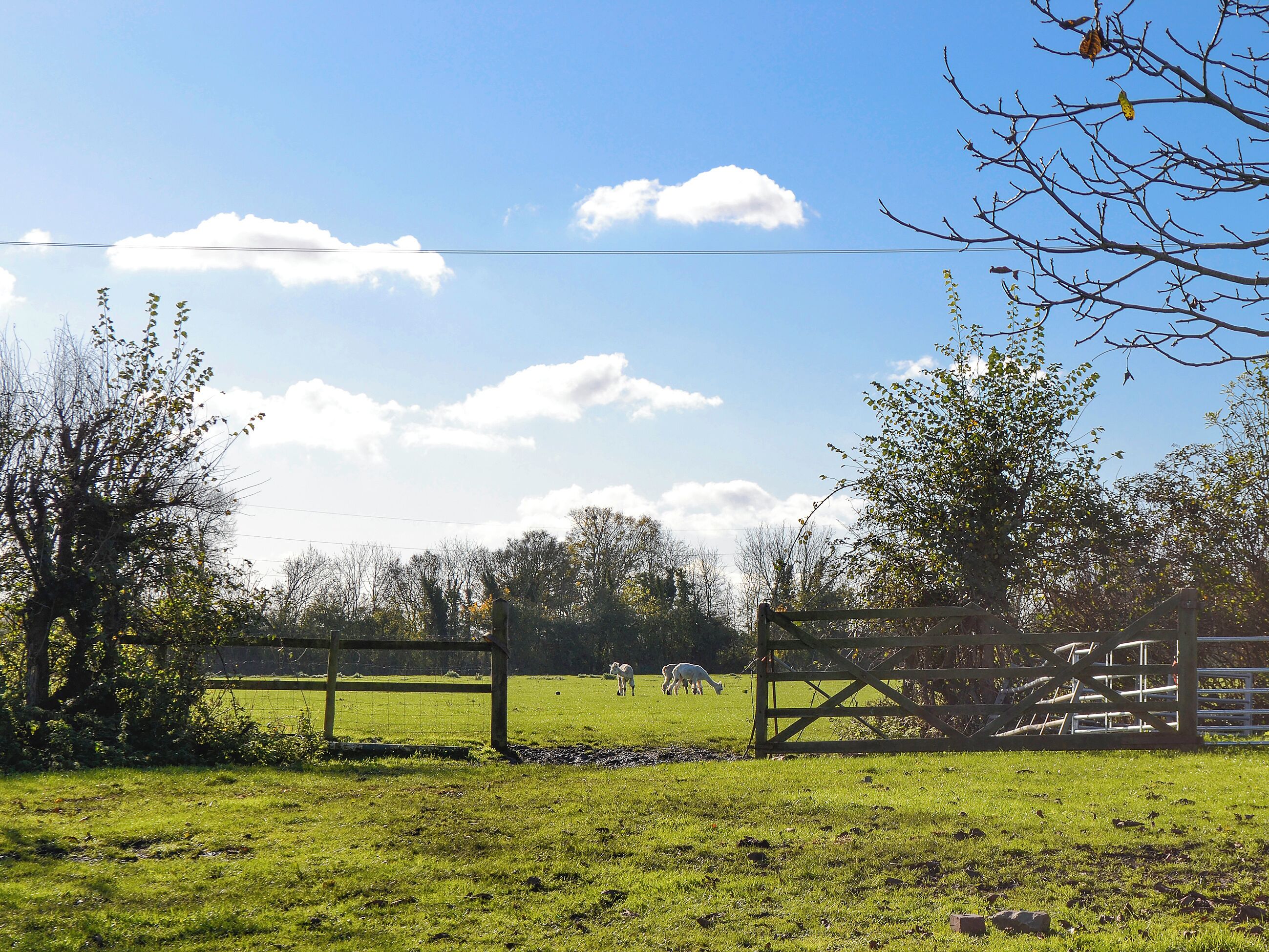 A rural landscape with a wooden gate, a fenced field, and a clear sky.