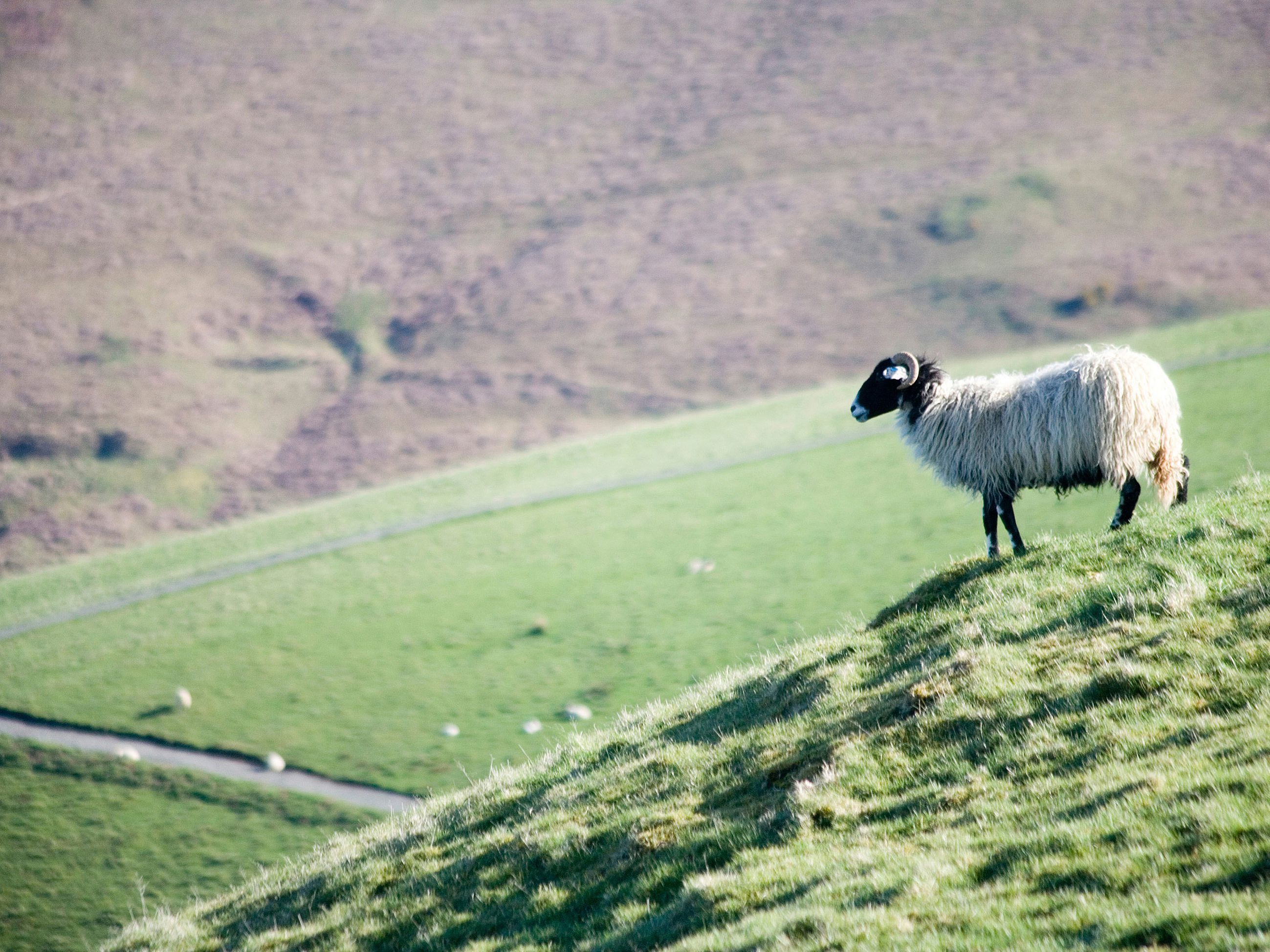 A sheep standing on a grassy hill with a valley in the background.