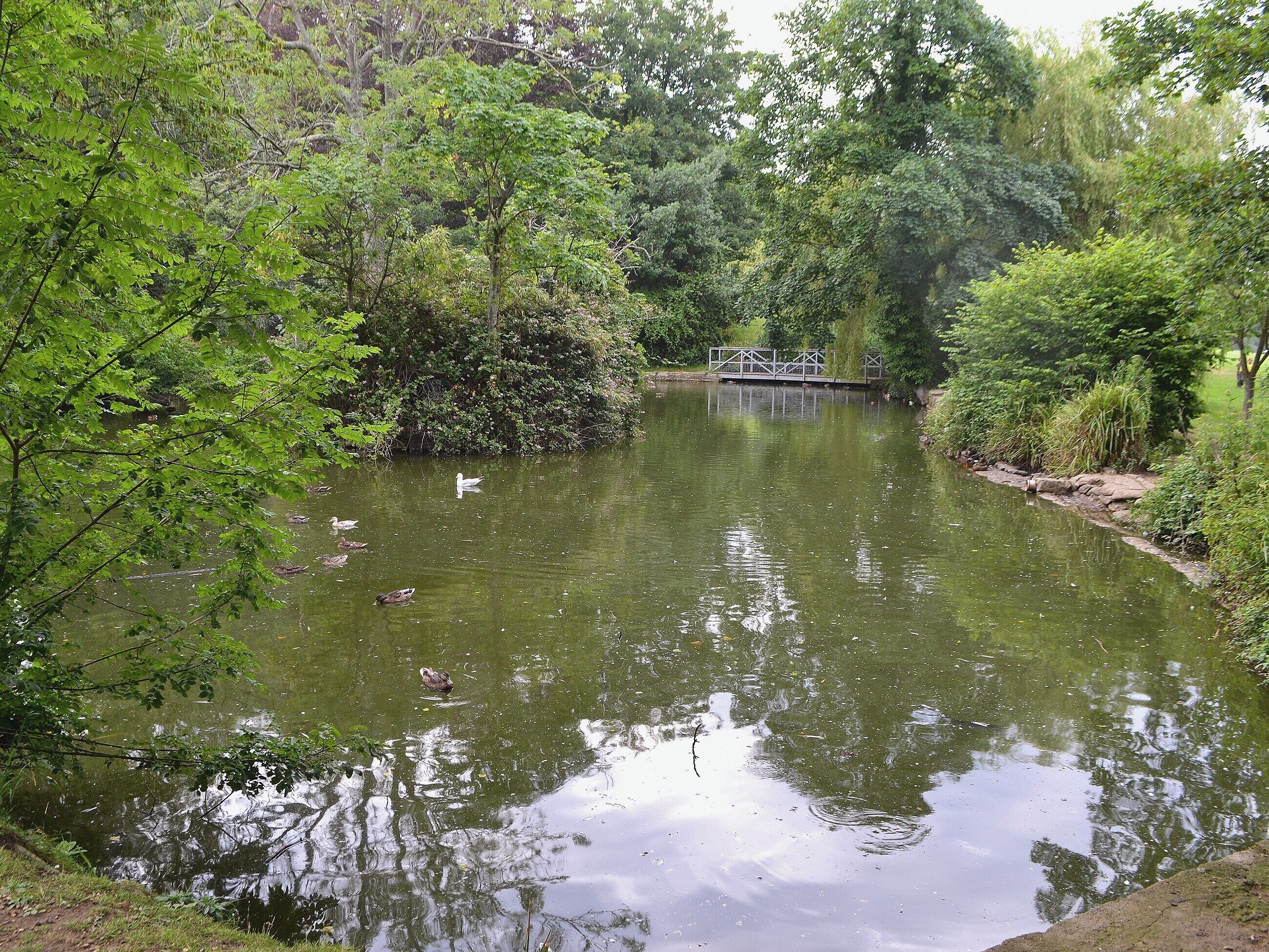 A pond surrounded by lush greenery, a bridge, and a few ducks swimming.