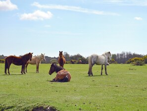 A group of horses in a grassy field with trees in the background.