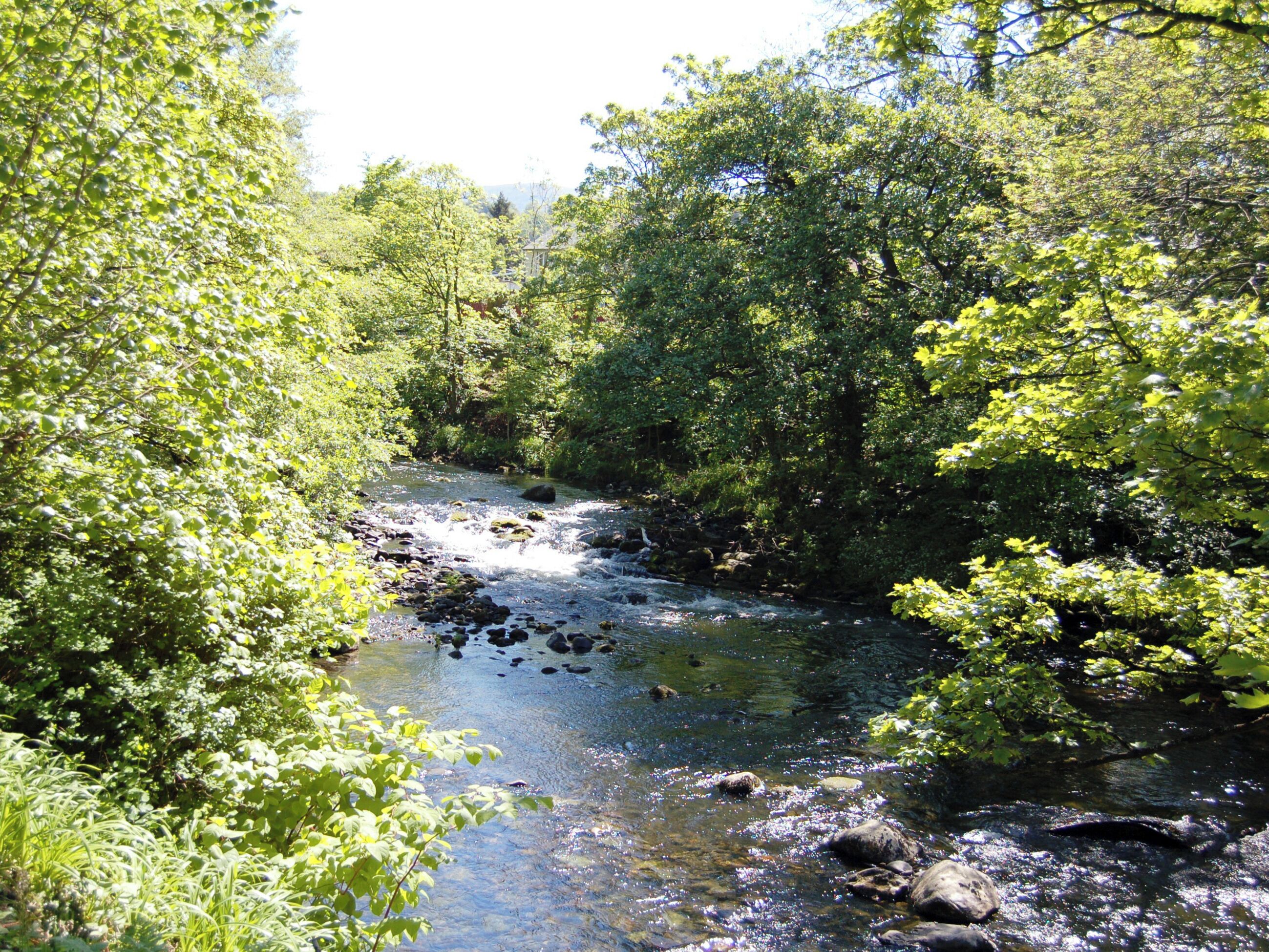 A river flowing through a densely wooded area with rocks and clear water.