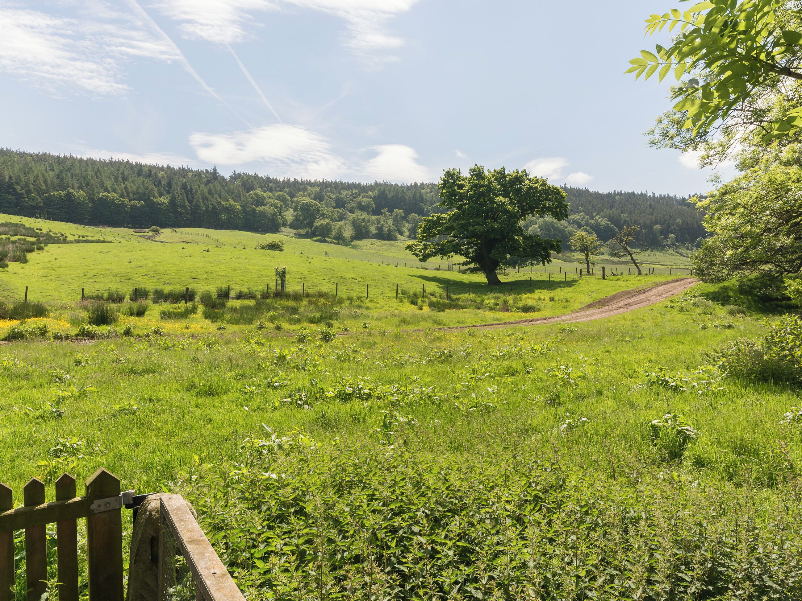 A rural landscape with a dirt path, a large tree, and a wooden fence.