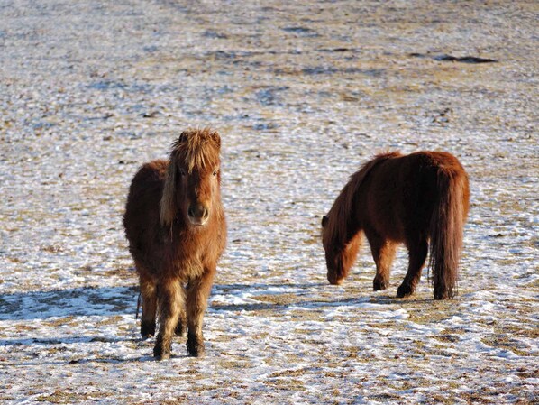 Two horses grazing in a snowy field.