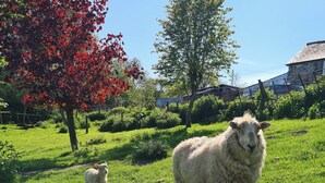 A grassy field with a sheep and a lamb, trees, and a building in the background. - 3 bedroom accommodation in Bala (Bala)
