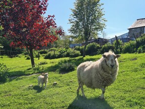 Property grounds - 3 bedroom accommodation in Bala (Bala)