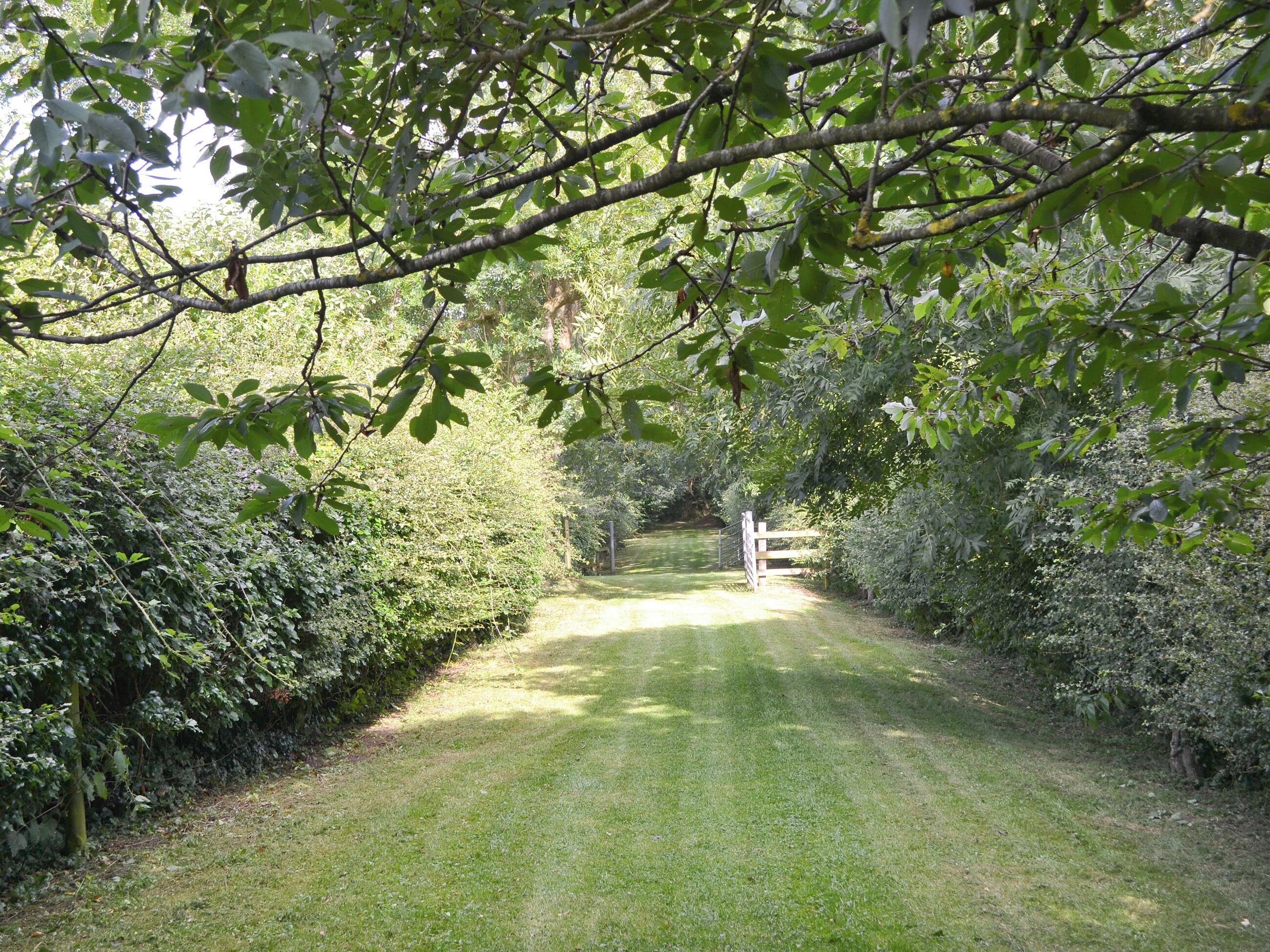 A pathway through a lush garden with dense foliage on both sides.