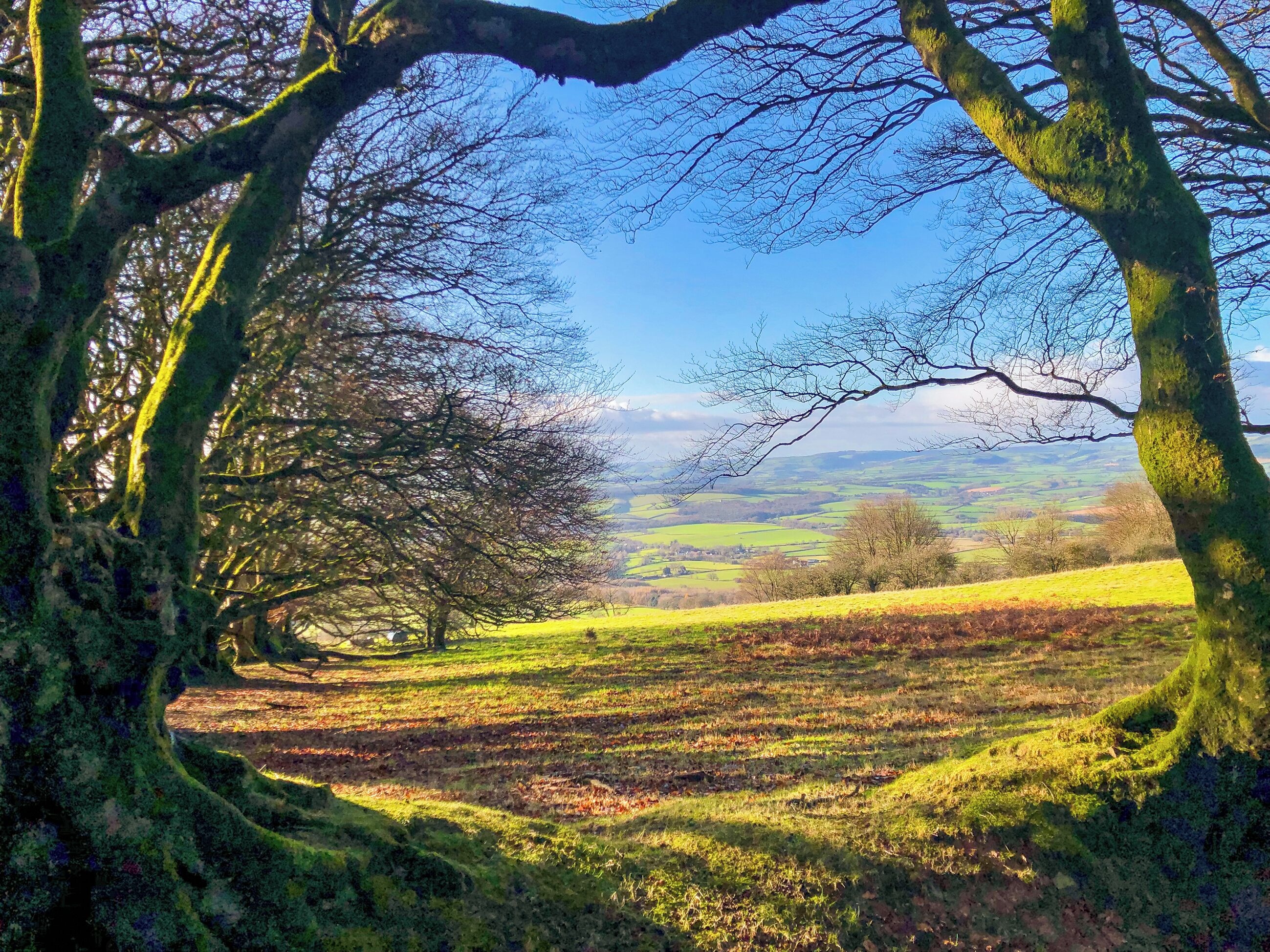 Un paysage avec un arbre au premier plan et une vue sur des collines ondulantes à l’arrière-plan.