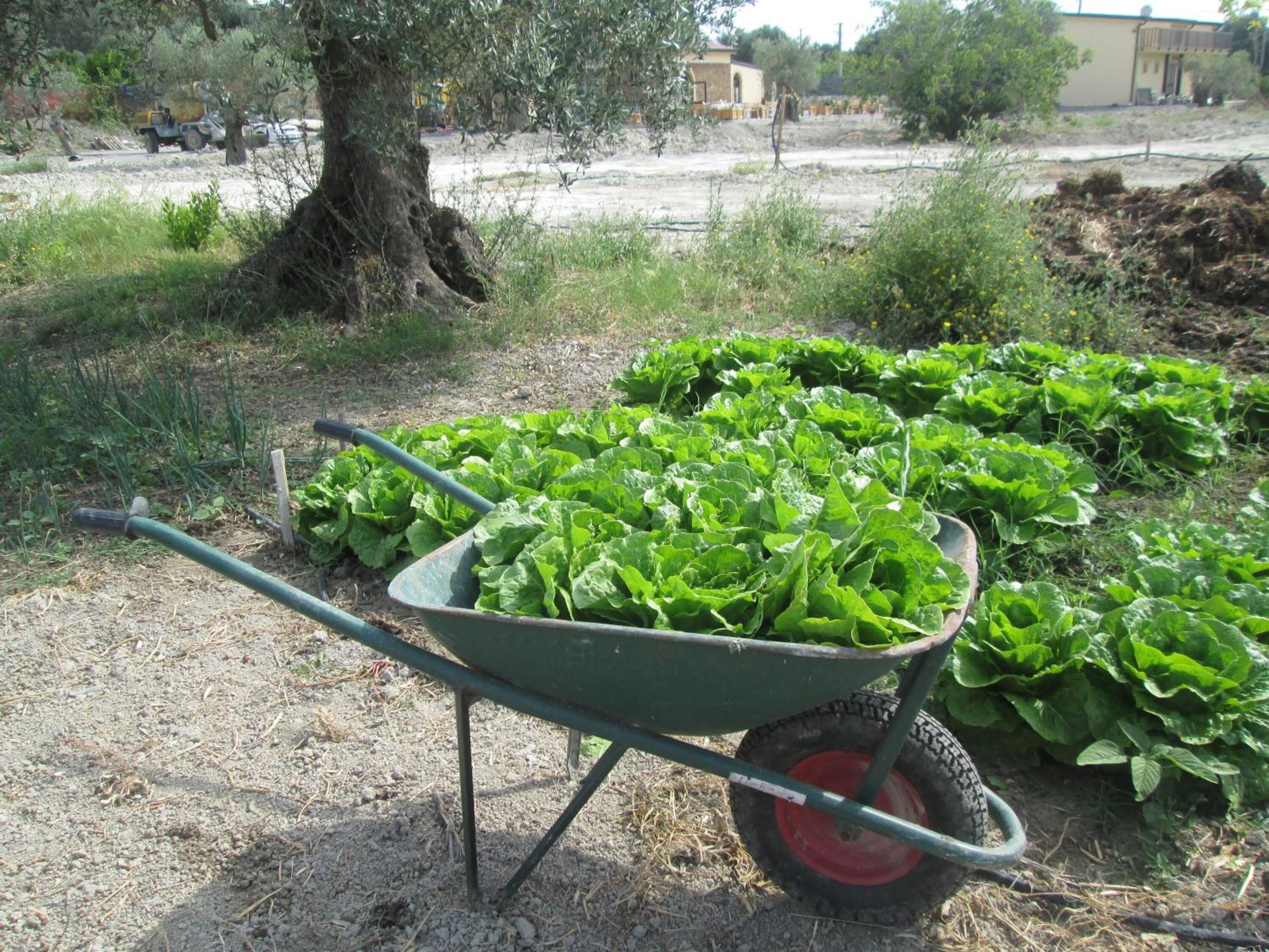 Een kruiwagen vol groene bladgroenten in een tuin.