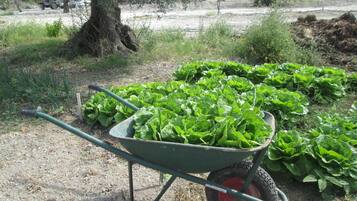 Een kruiwagen vol groene bladgroenten in een tuin.