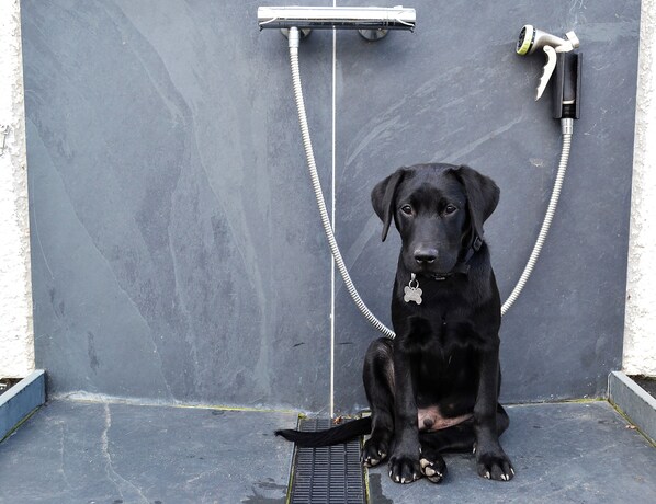 A black dog sitting in a corner with a hose and a shower head.