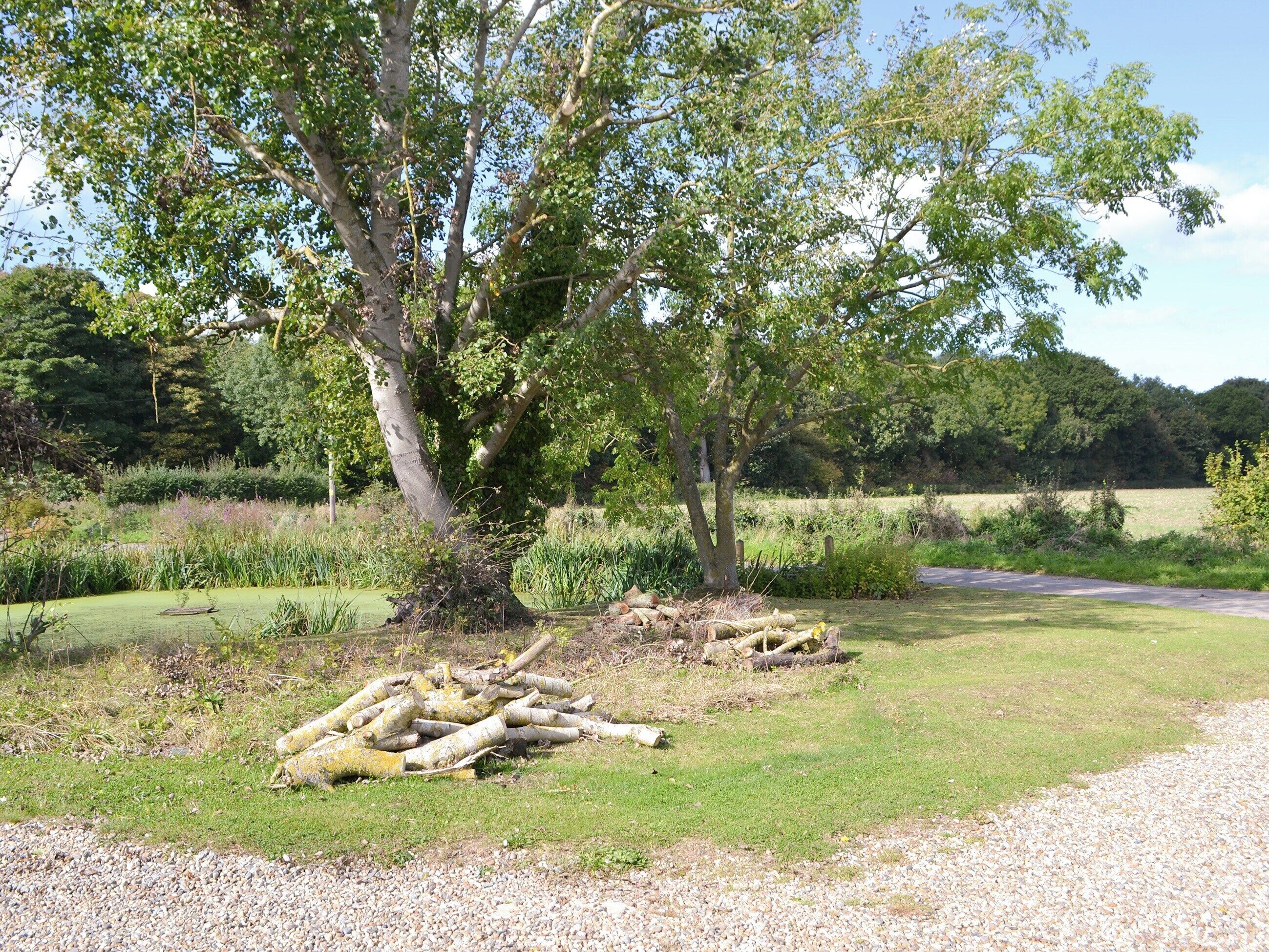 A rural landscape with a gravel path, a small pond, and a pile of logs.