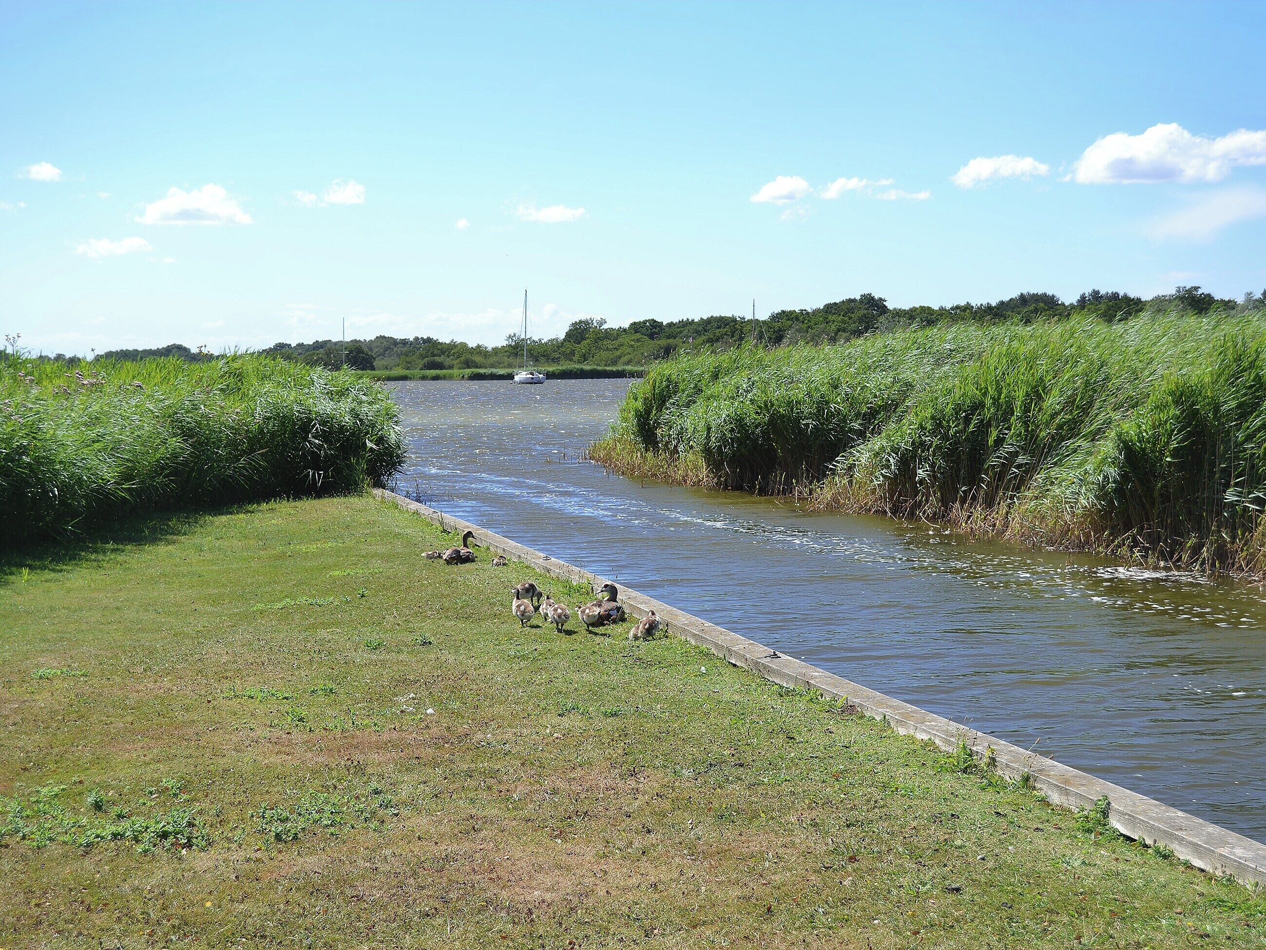 A narrow waterway flanked by grassy banks and dense vegetation.