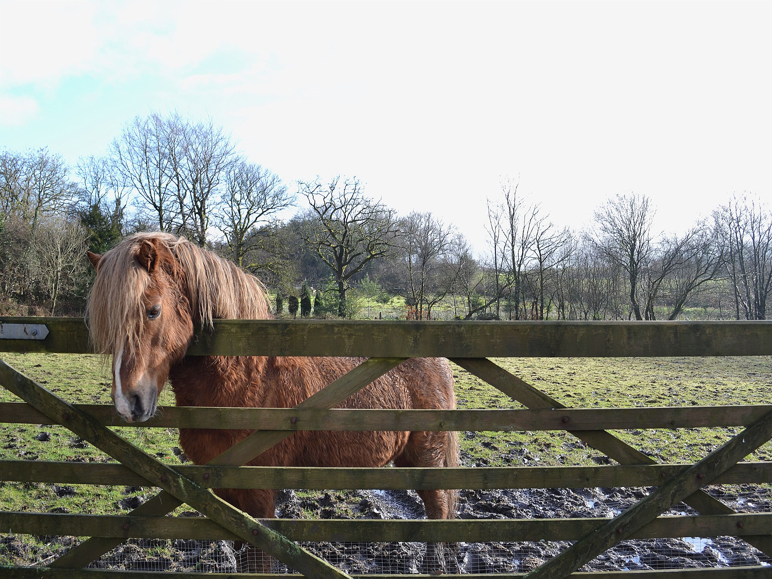 A horse behind a wooden fence in a grassy field with trees in the background.