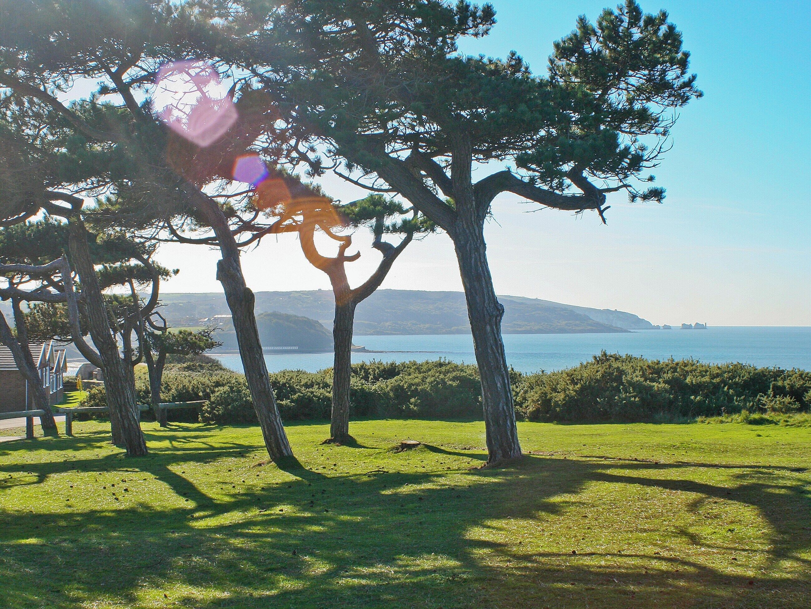 A grassy area with trees and a view of the sea.