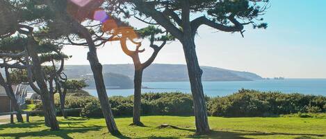 A grassy area with trees and a view of the sea.
