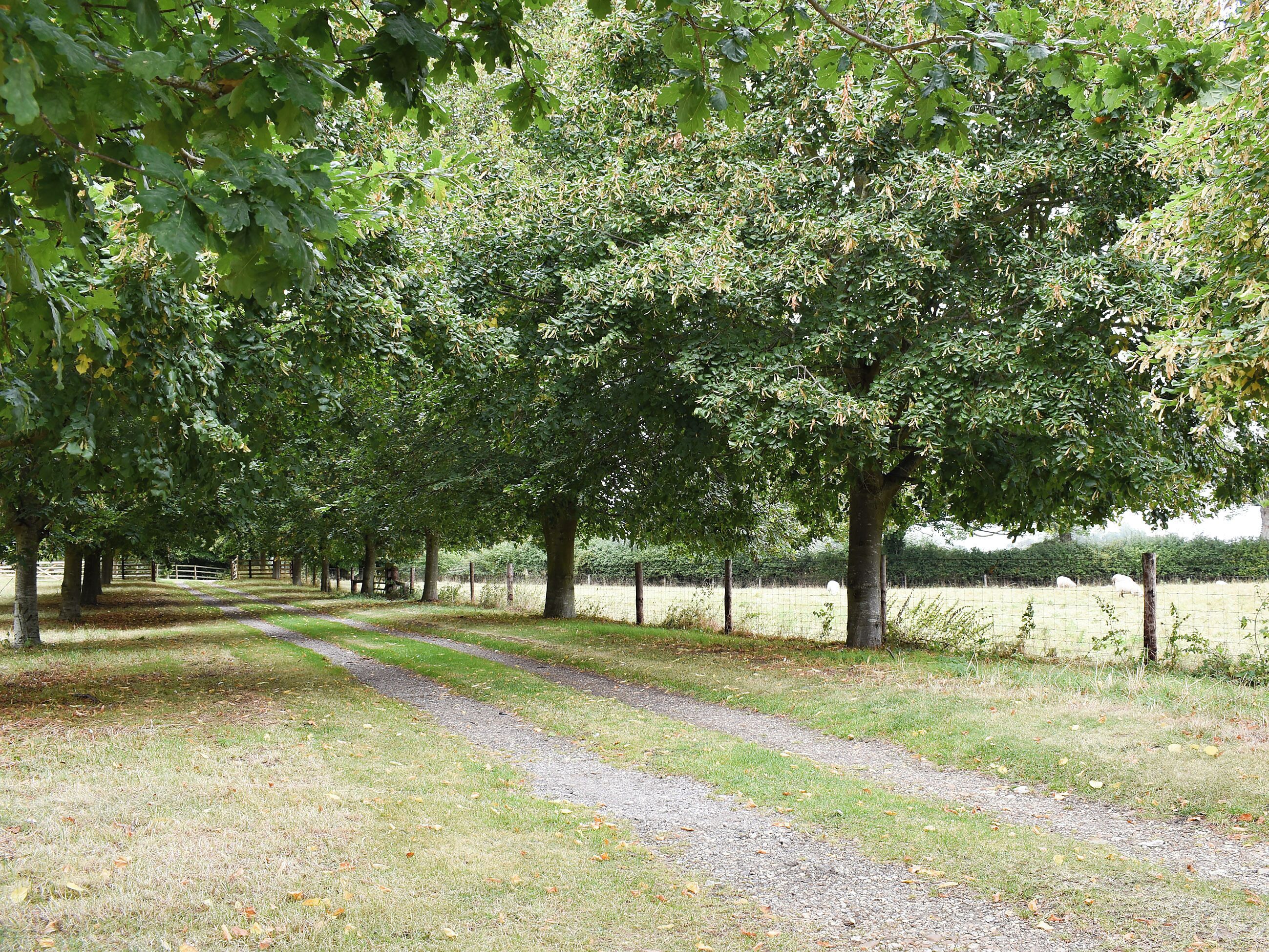 Tree-lined driveway | The Granary, Oxborough