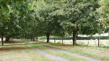 Tree-lined driveway | The Granary, Oxborough