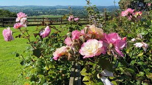 Ein Garten mit blühenden Rosen und Blick auf ferne Hügel.