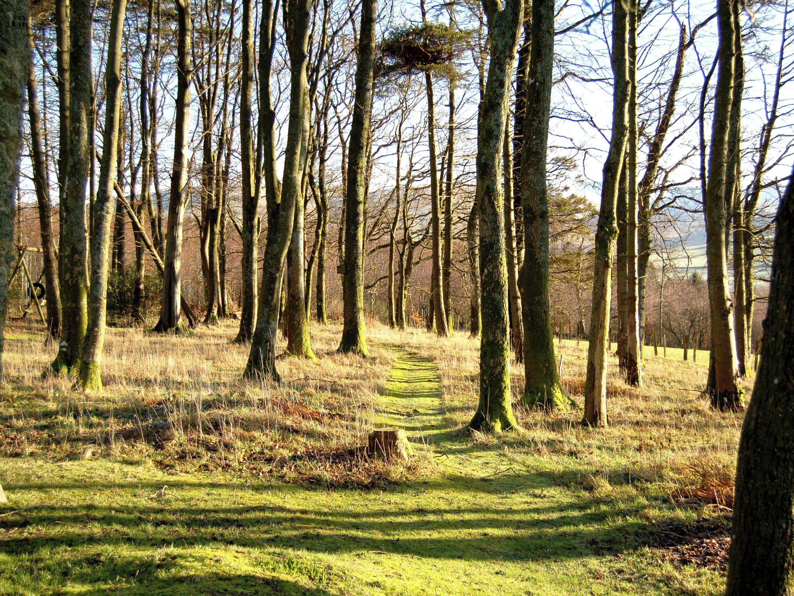 Ein Waldweg mit Bäumen und Gras.