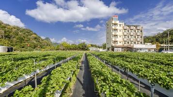 Un immeuble à plusieurs étages doté d’un balcon, entouré de champs verdoyants où les plantes sont disposées en rangées.
