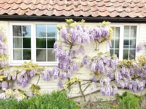 Un bâtiment avec un toit recouvert de tuiles, des fenêtres à cadre blanc et des glycines violettes grimpant le long du mur.
