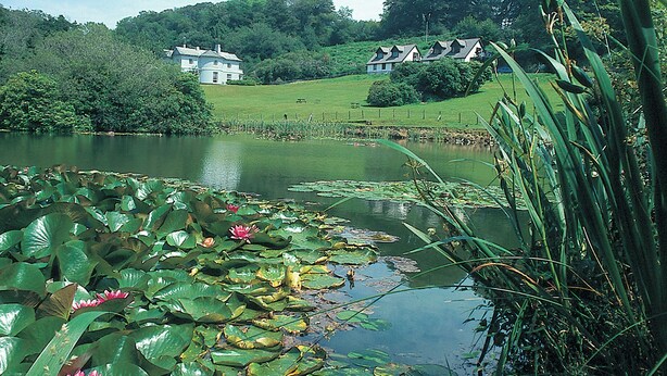 Un étang paisible, parsemé de nénuphars et d’autres plantes aquatiques, entouré d’une végétation luxuriante et avec une grande maison qui se profile à l’arrière-plan.