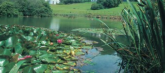 Rosecraddoc Manor - Heron